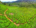 Tea farm Cameron Highland Malaysia